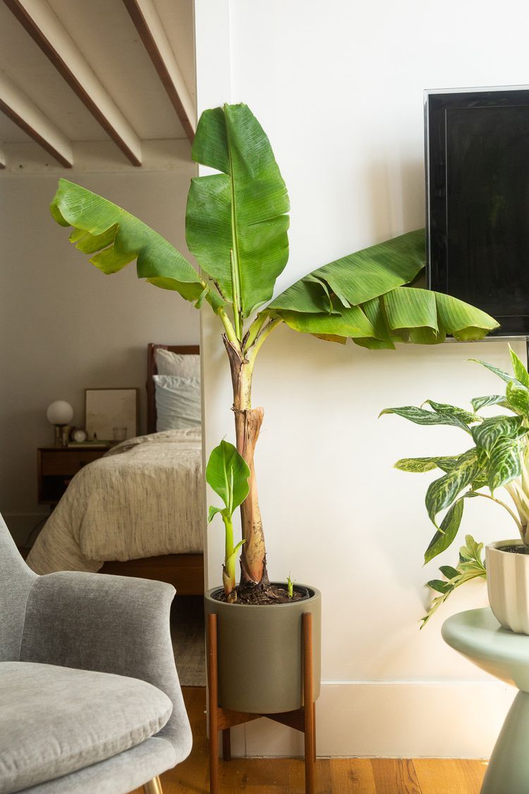 Plants from Nassar Boutique