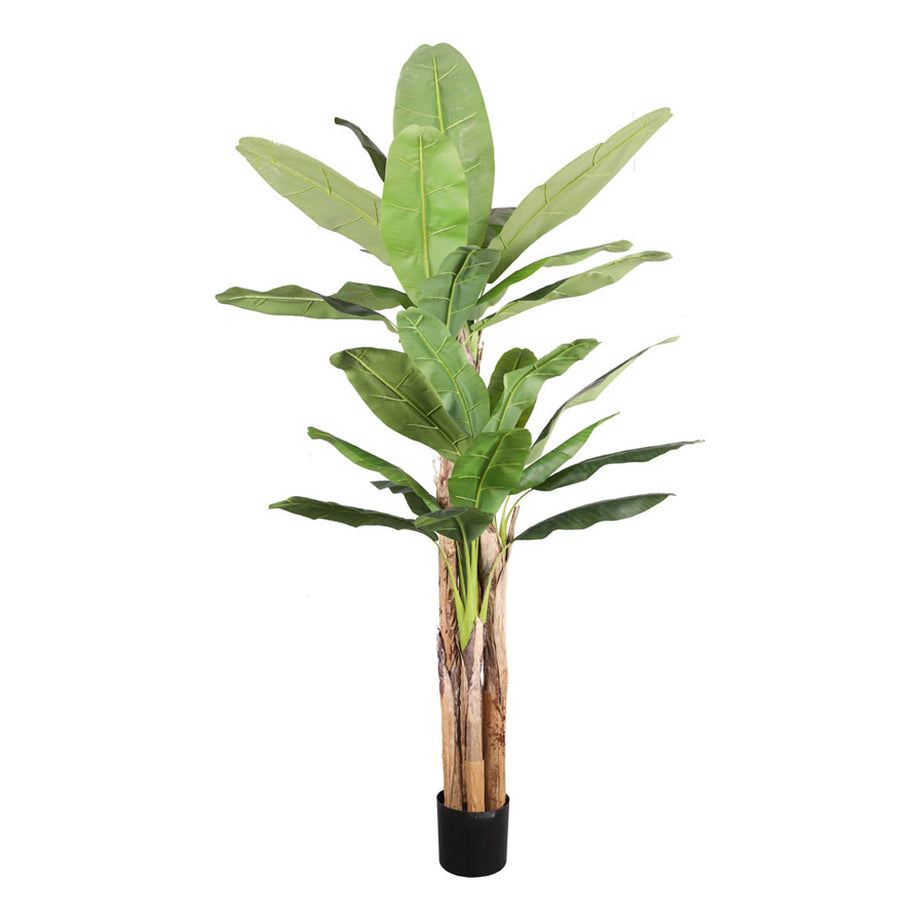 Banana leaf plant
