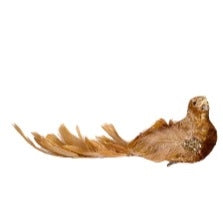 Gold bird w/feather