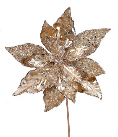 Shiny champagne poinsetia
