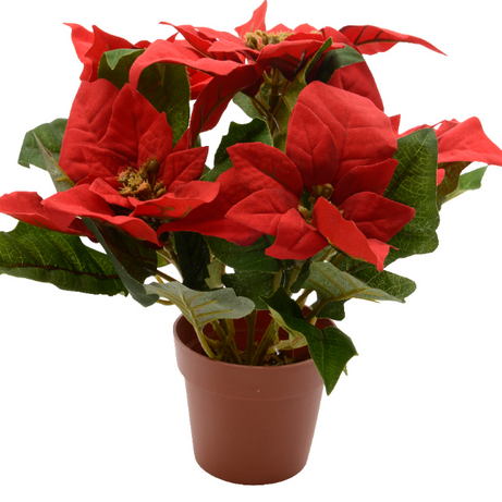 Poinsettia poinsettia in pot polyester