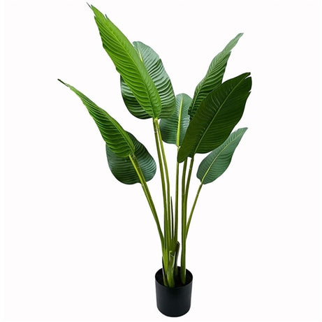 Banana Leaf Plant